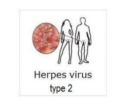 transmission-contagion-herpes